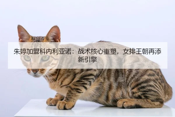 朱婷加盟科内利亚诺：战术核心重塑，女排王朝再添新引擎